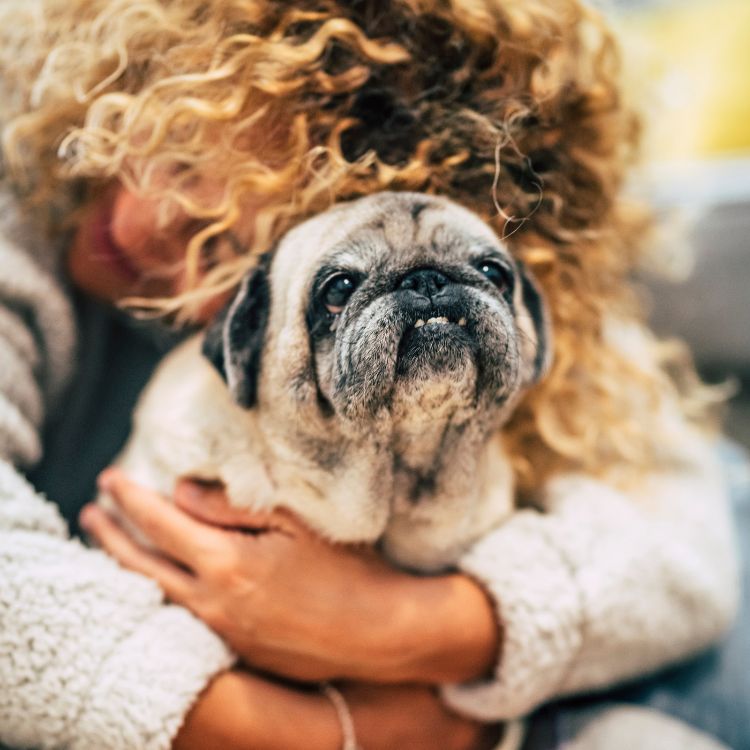 Old Pug being embraced by a woman