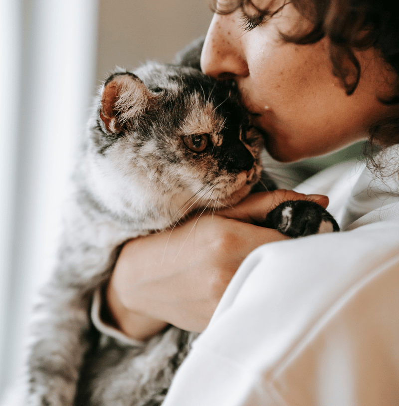 Dog napping near bookshelf