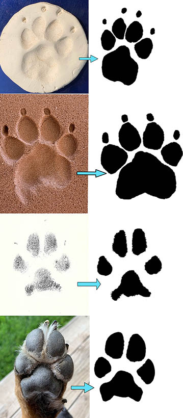 Vertical picture of digital paw prints