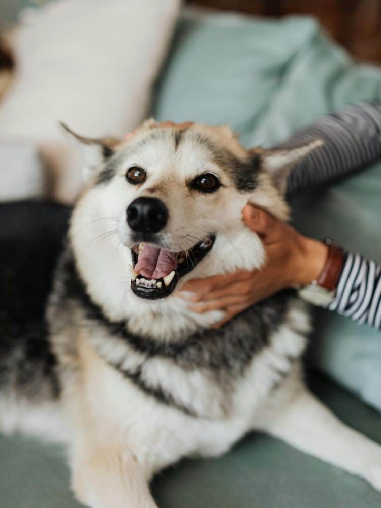 Person holds dog close, outdoors.