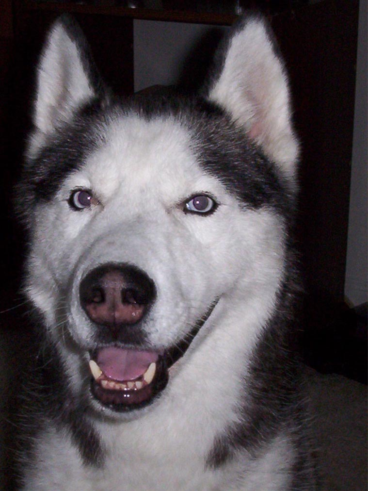 Kakoya Ann's bio pic