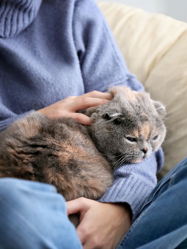 person cuddling with a cat